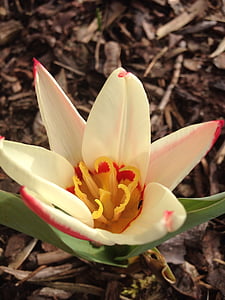 tulip, early bloomer, spring, blossom, bloom