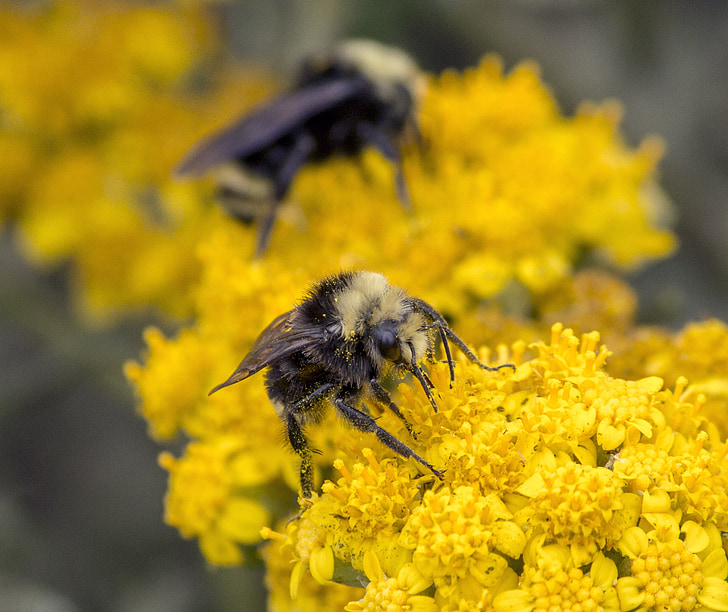 пчелы, крупным планом, Природа, макрос, насекомое, цветок, Пыльца