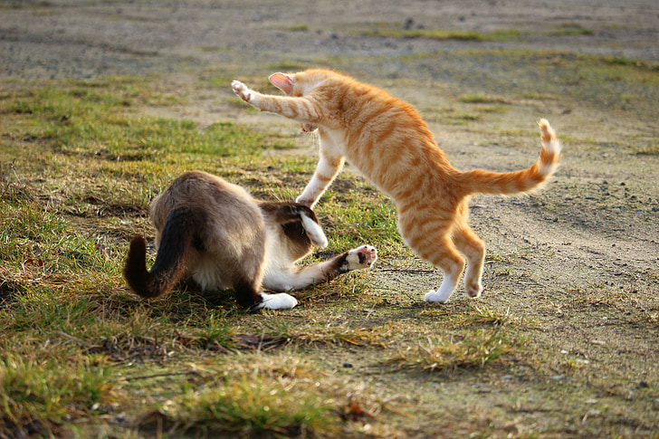 katė, kovoti su, žaisti, kačiukas, Siamo katė, Siamo (Siamese), gyvūnų