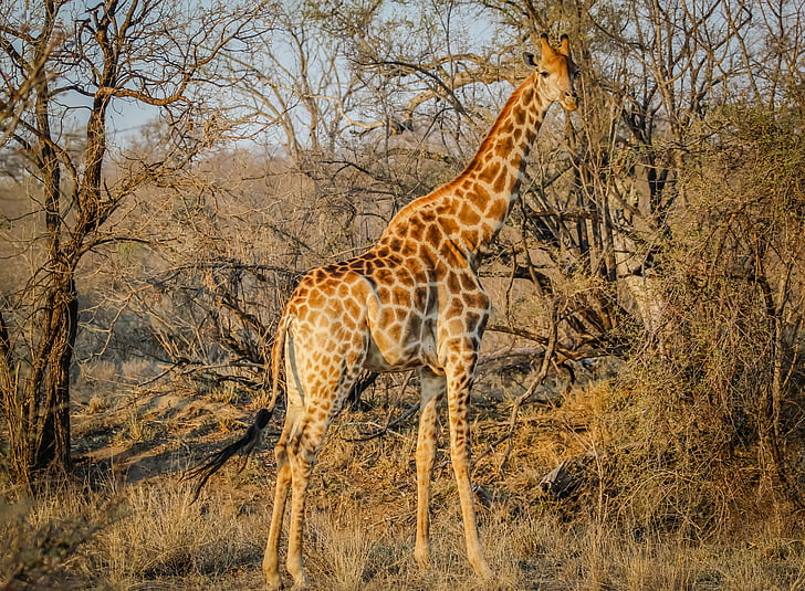 Giraffe, Afrika, dier, Wild, natuur, Safari, één dier