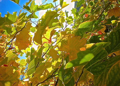 Leaf, dzeltena, zaļa, rudens, koks, daba, ārpus telpām