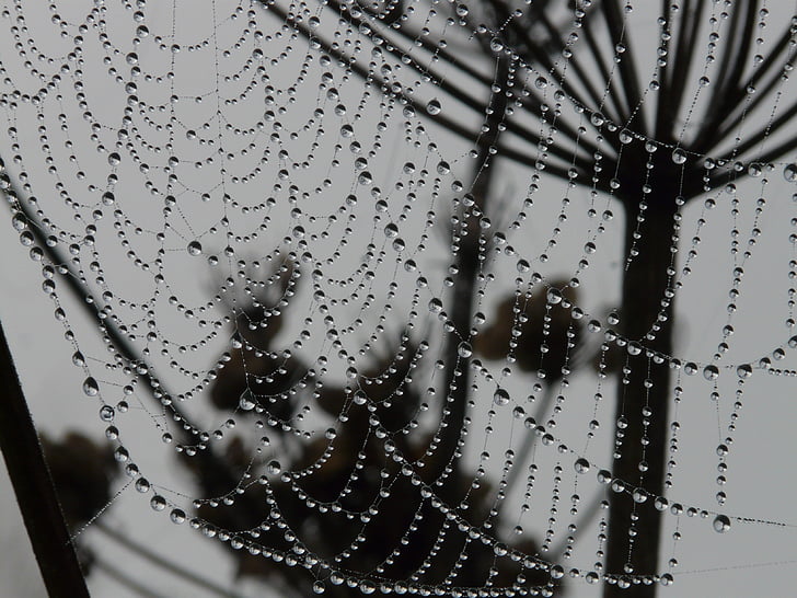 cobweb, morgentau, dew, dewdrop, drip, network