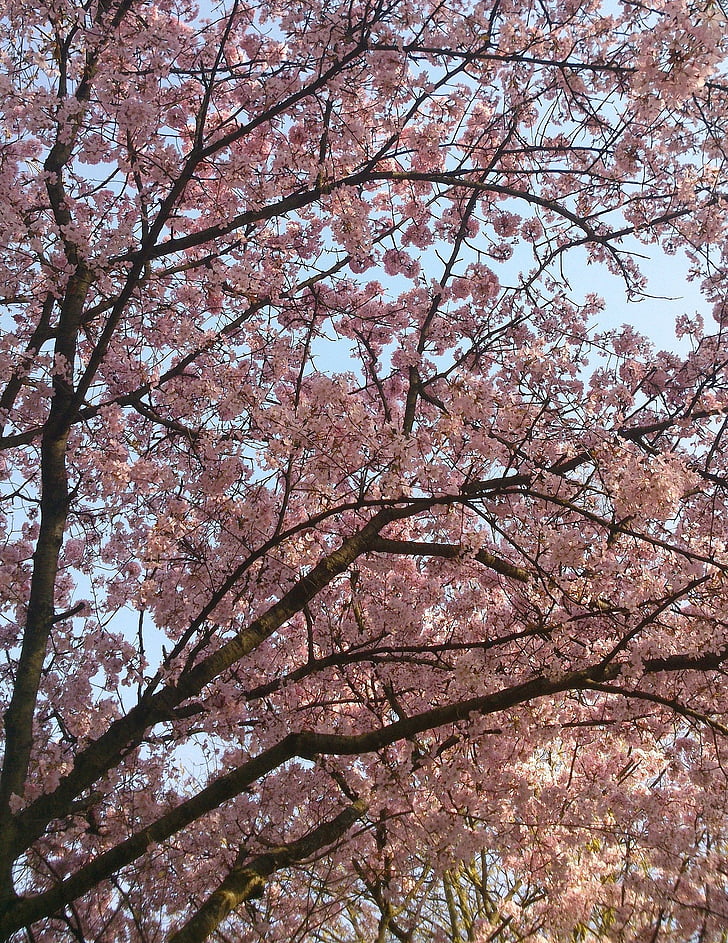 wild cherry, tree, pink, herrlich