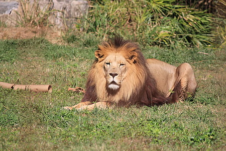 lion, resting, male, mane, head, nature, big