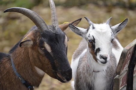 goat, white, bock, hell, billy goat, nature, horns