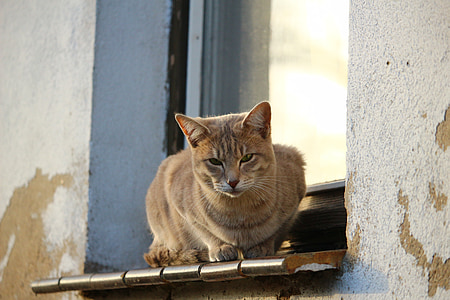 kedi, uskumru, pencere, Sonbahar, yıpranmış, kireç sıva, pencere pervazına