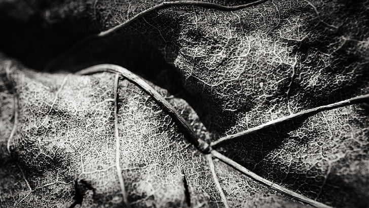 leaf, decay, black and white, outdoors, day, no people, nature