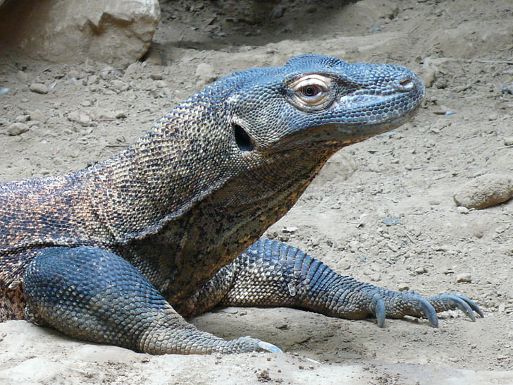 Komodo dragon, Komodo, Eidechse, Reptil, große, groß, Predator