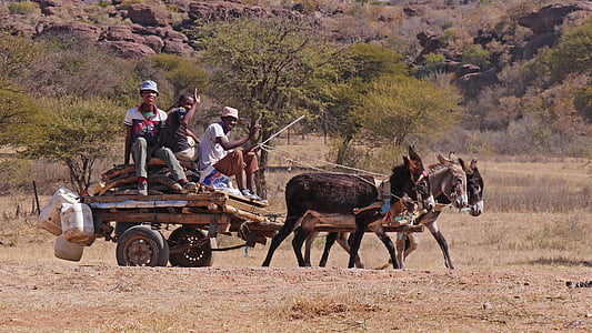 Botswana, charrettes à ânes, transport, tradition, gens, hommes, scène rurale