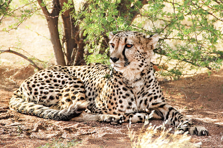 gepard, Afrika, Namibija, Grabežljivac, priroda, divlje životinje, mačka