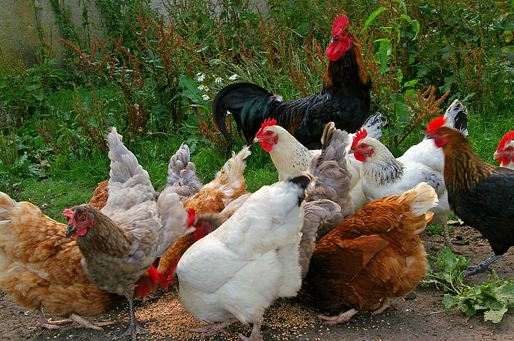 kippen, Chicken run, boerderij, voeding, korrels, voedsel, witte kip
