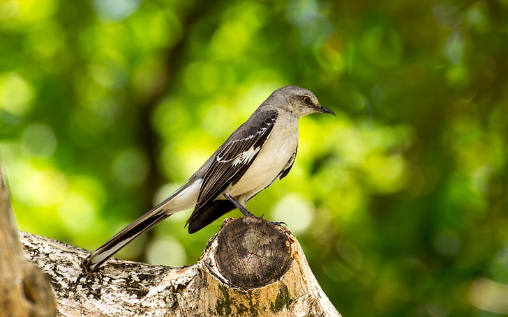 Εμπαιγμός των πτηνών, Φλόριντα, πουλί, γκρι, τραγουδάει, Mockingbird, φύση