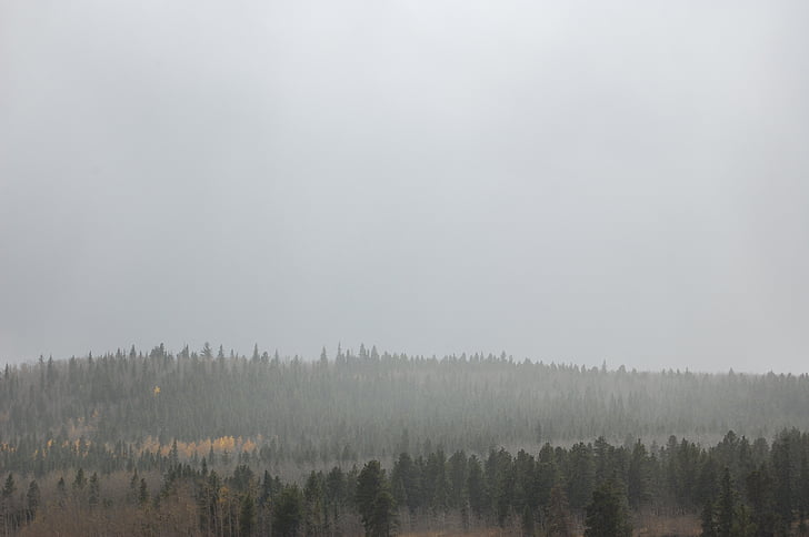 foresta, avvolto, nebbia, paesaggio, legno, unità, tranquillità