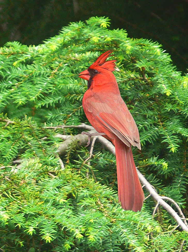 painting, artistic, bird, red cardinal, cardinal, cardinal bird, pretty bird