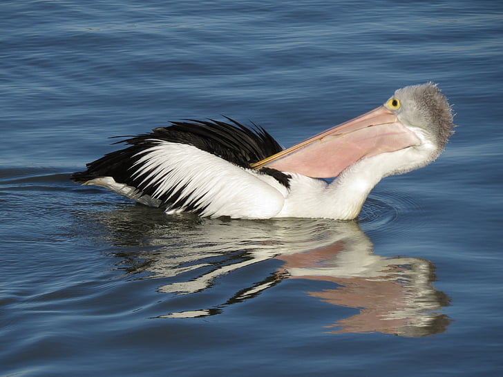 pelicano-australiano, Goolwa, Austrália do Sul, pássaro