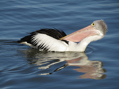 Austrálsky pelican, Kingston upon Thames, Južná Austrália, vták