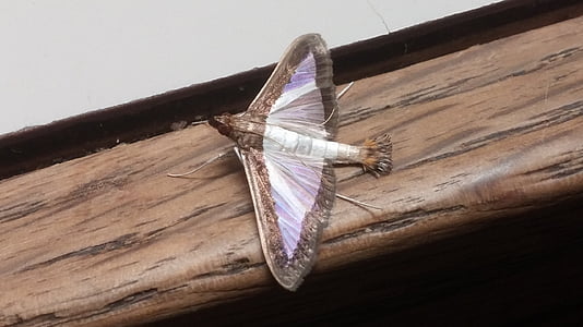 melonworm moth, moth, insect, arthropod, wings, winged, fauna