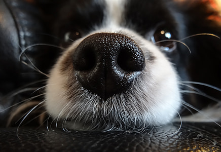 nariz, perro, negro, mascota, la boca del cañón, phalene, Papillon