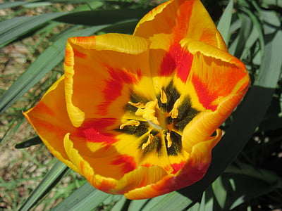Tulip, floare, floare, petale, ştampila, polen, închide