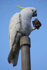 Kakadu, vták, Príroda
