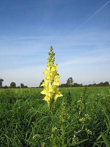 linaria vulgaris, common toadflax, yellow toadflax, butter-and-eggs, flora, wildflower, bloom