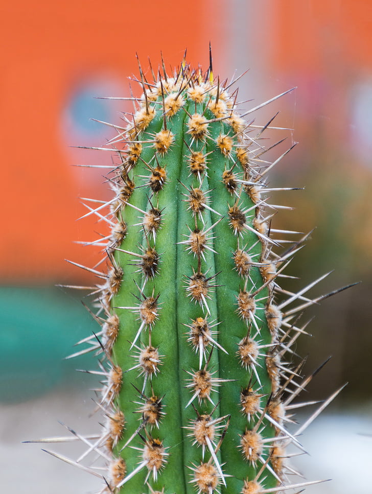 Cactus, épi, plante, vert, piquant, nature, sec