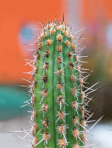 Cactus, sporre, Anläggningen, grön, taggig, naturen, torr