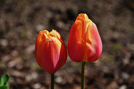 Tulip, oranž, kevadel, loodus, lill, roheline, õie