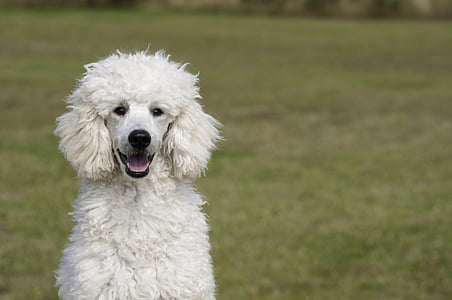 poodle, the poodle, dog, the dog breed, white, animal, pets