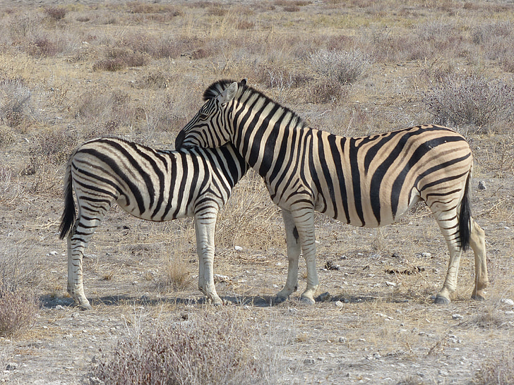 Zebras, Safari, Etosha nasjonalpark, dyr, Dam, Føll
