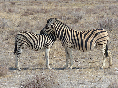 zebrai, Safari, Etošos nacionalinis parkas, gyvūnai, užtvanka, kumeliukai