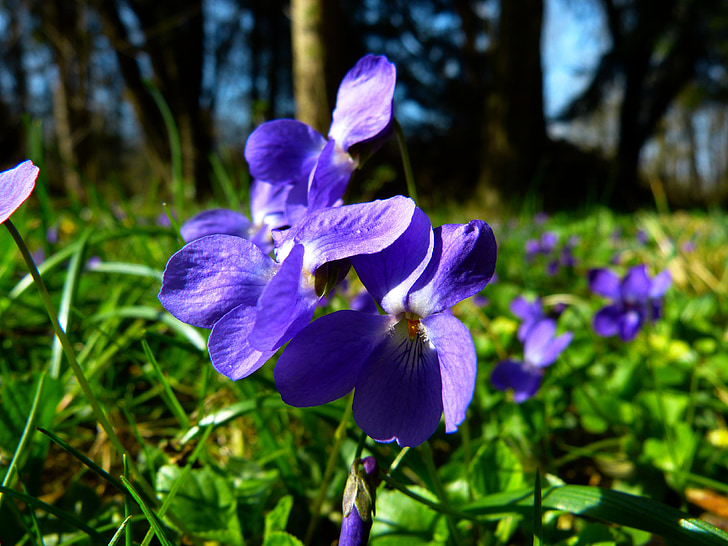 Violet, Viola, fioletowy, roślina, kwiat