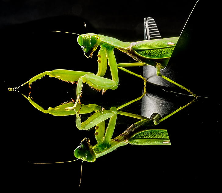 belalang Memancing, hijau, Tutup, berdoa mantis, serangga, hewan, alam
