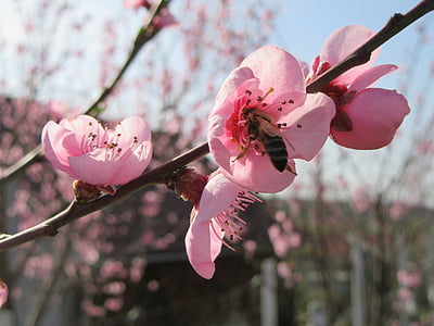 Primavera, flor, árvore, filial, flor, -de-rosa, galhos de árvores
