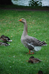 duck, goose, poultry, duck bird, water bird, plumage, greylag goose