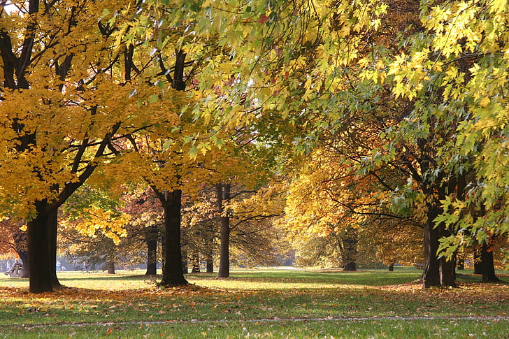 podzim, Příroda, strom, listoví, na podzim, mokotowskie pole, Varšava