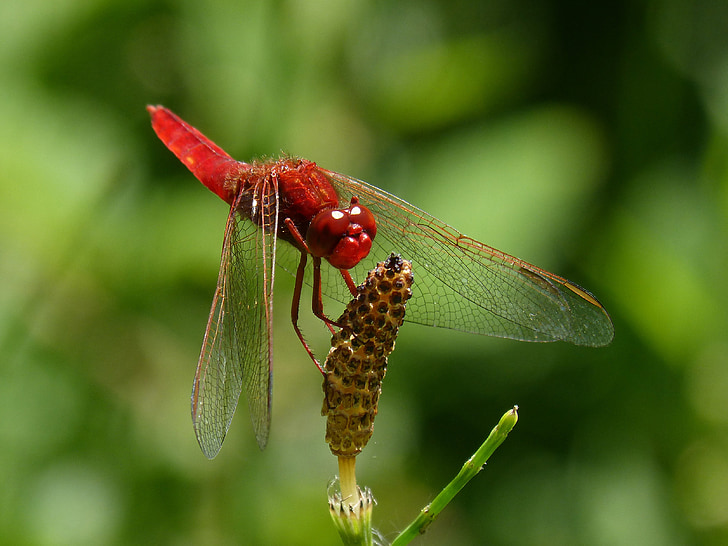 Красная стрекоза, Крылатые насекомые, Обыкновенный crocothemis, стебель, водно-болотных угодий, зелень