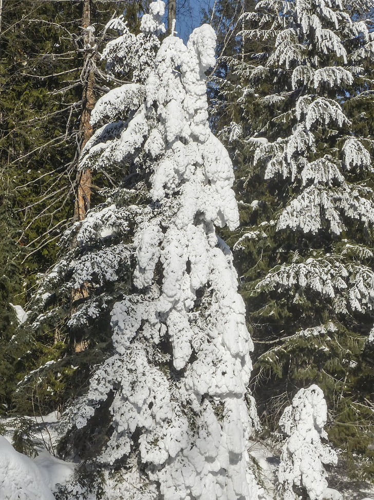 snow, tree, fir, ice, winter, forest, cold