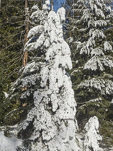 zăpadă, copac, Brad, gheata, iarna, pădure, rece