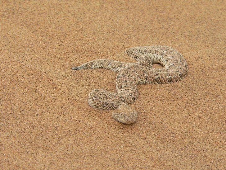 Puff adder, slang, giftig, zand, reptielen, Namibië