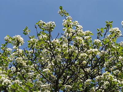 bunga, putih, pir, pir blossom, Blossom, mekar, Orchard
