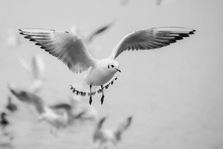 seagull, flight, bird, beach, switzerland, lake, white