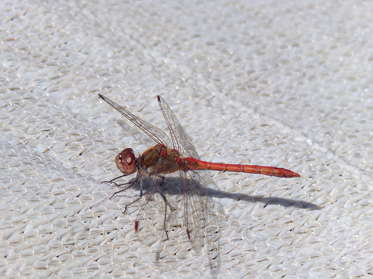 Dragonfly, insekt, Lukk, natur, Wing, rød dragonfly, skapning