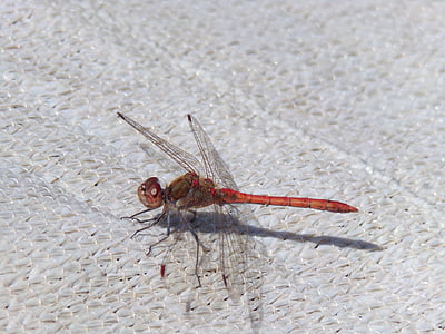 Dragonfly, hyönteinen, Sulje, Luonto, siipi, punainen sudenkorento, olento