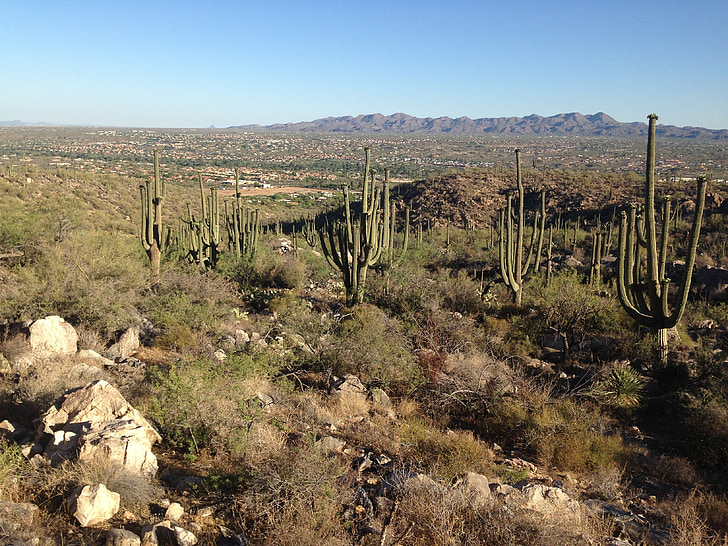 ørkenen, Arizona, kaktus