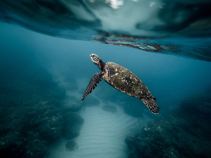 foto, mar, tartaruga, debaixo d'água, oceano, azul, água