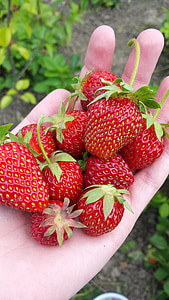 fresa, Berry, frutos rojos, jugoso, dulce, sol, cosecha