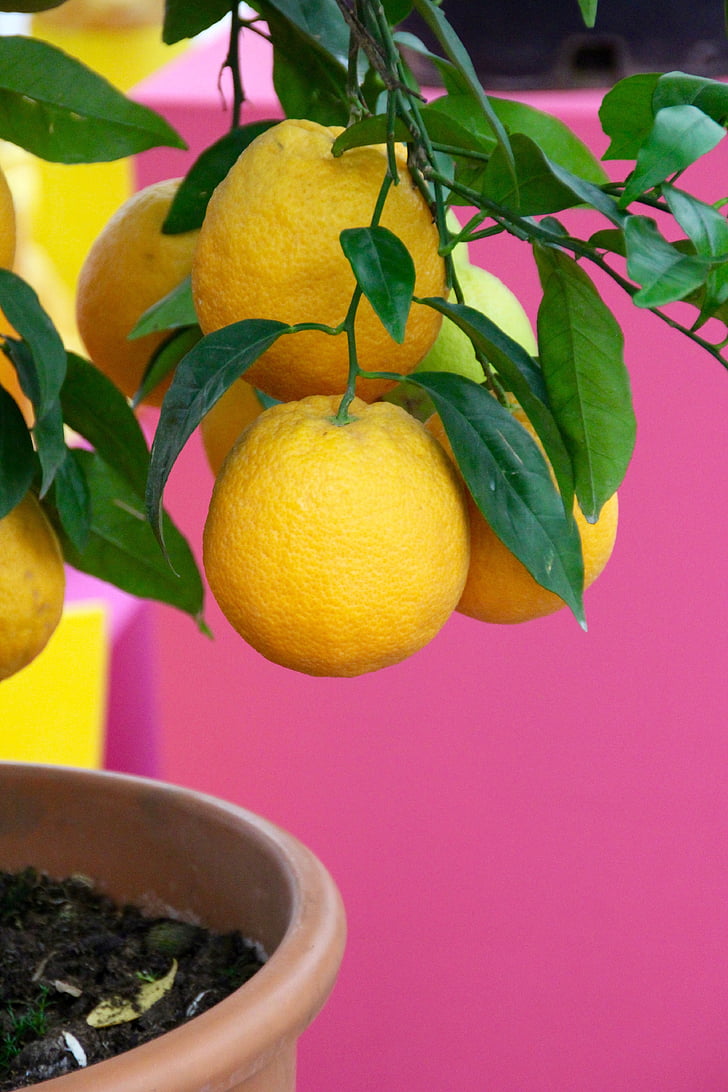 sitroner, Lemon tree, gul, fortsatt liv, sitrusfrukter