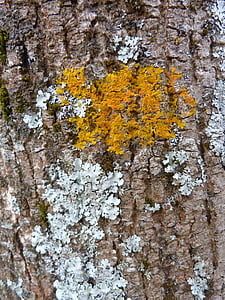 alberi, natura, licheni, corteccia di legno, tronco, foresta, colore arancione