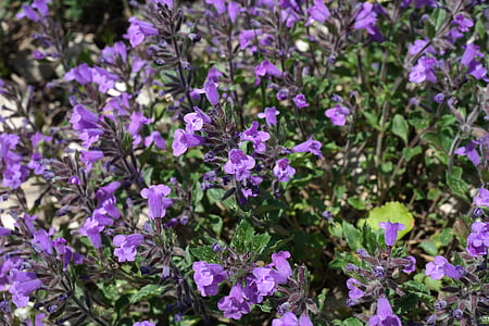 Acinos alpinus, flor, flor, flor, Violet, planta alpina, flor alpina
